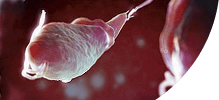 /assets_page/6d536a5c0377607b4ba4af035a01c77dce650280/Gallbladder.png