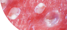 /assets_page/6d536a5c0377607b4ba4af035a01c77dce650280/Muscles.png