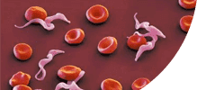 /assets_page/6d536a5c0377607b4ba4af035a01c77dce650280/blood.png