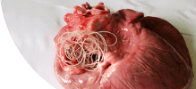 /assets_page/6d536a5c0377607b4ba4af035a01c77dce650280/heart.png
