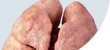 /assets_page/6d536a5c0377607b4ba4af035a01c77dce650280/lungs.png
